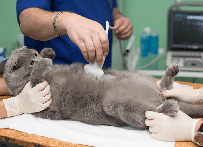 Ecografía Veterinaria
