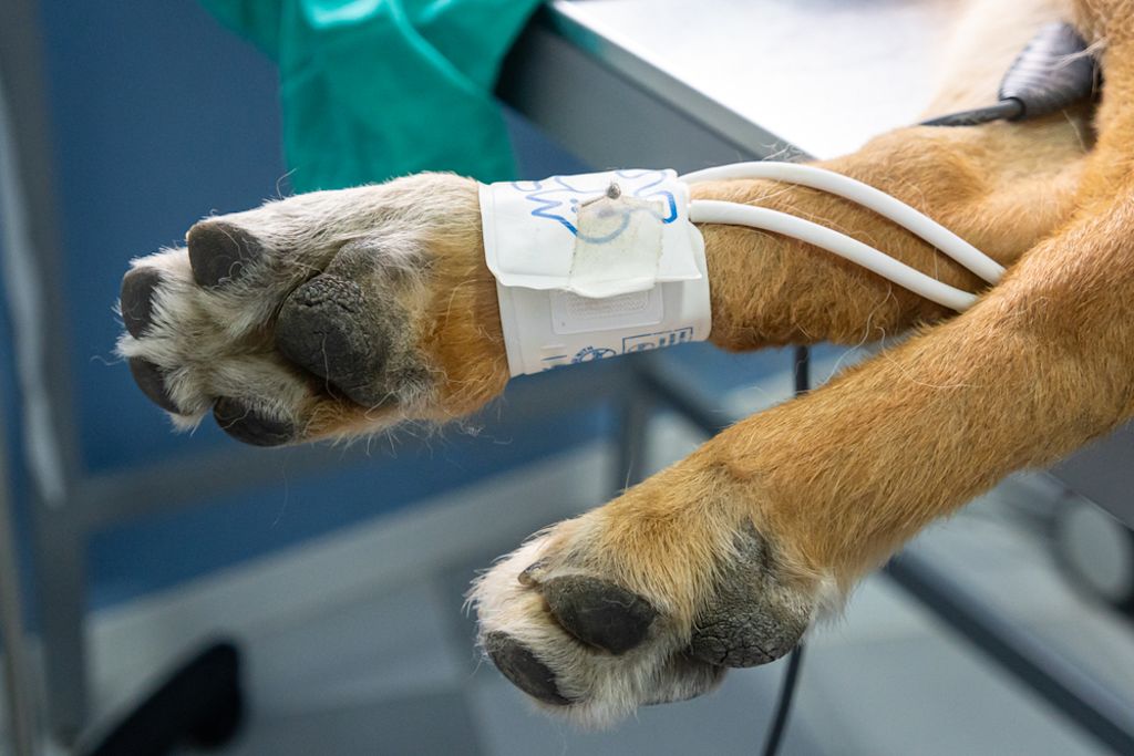 Hospitalización Veterinaria