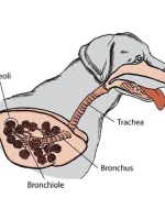 ISVS-Blog-Endoscopia-Veterinaria ISVS-Blog-Endoscopia-Veterinaria