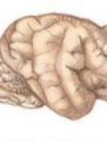 cerebro cerebro