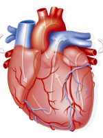 comofuncionaelcorazon-56cb62563df78cfb379ca9c8 comofuncionaelcorazon-56cb62563df78cfb379ca9c8