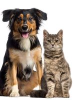 Cat and dog sitting together Cat and dog sitting together