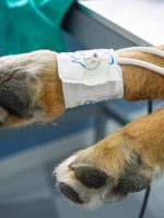 photo_2_-_precio_anestesia_perro photo_2_-_precio_anestesia_perro